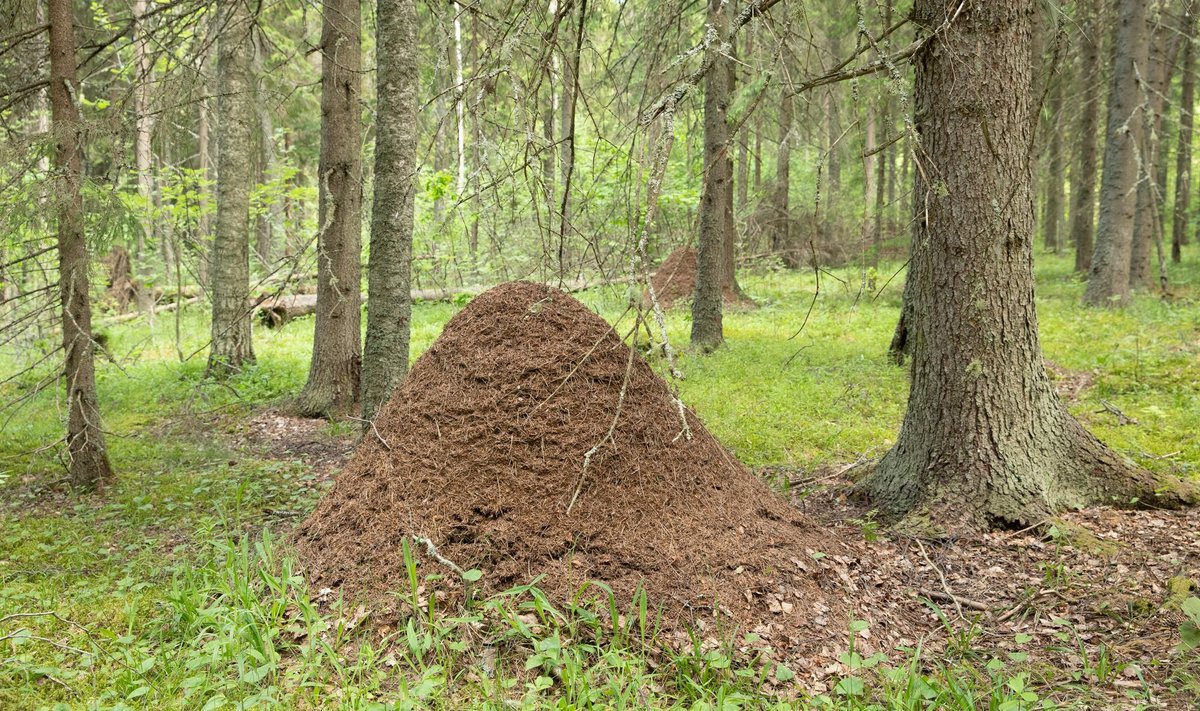 Kuklasepesad Ahja jõe ääres.