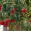 PÄEVA KOMM: Hoian kokku - kasvatan rõdul kurki ja tomatit