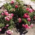 В Ботаническом саду пройдут романтичные Дни роз