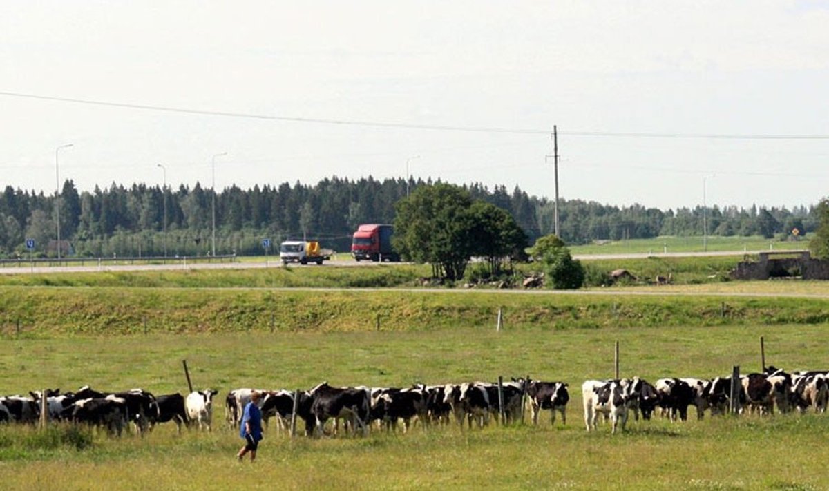 Rohumaad ja viljapõllud. Rohumaadel mälub, lesib ja kepsleb rõõmsaid lehmakarjasid. Fotod: Rein Sikk
