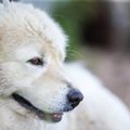 Eesti Loomakaitse Seltsi korvpallilahinguga koguti loomade raviarvete tasumiseks märkimisväärne summa