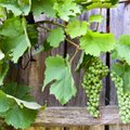 Выращивать виноград в Эстонии на удивление просто. Надо лишь следовать этим рекомендациям 