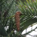 Haruldane Tallinna botaanikaaia okaspuu volleemia kasvatas käbid