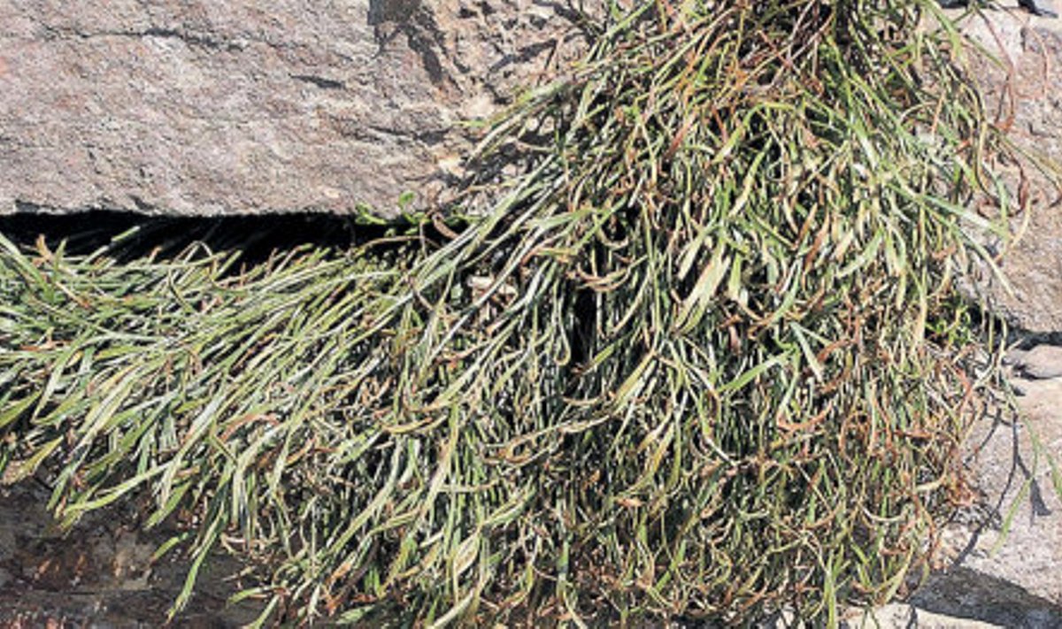 Kiviaia vahel kasvav põhja-raunjalg meenutab rohelist habemetutti. 