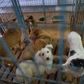 Rumeenias on langetatud surmaotsus hulkuvatele koertele