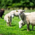 Uitama läinud lambakari jõudis ise kodusele karjamaale tagasi