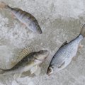 Ebaseaduslik kalapüük Peipsi järvel on keskkonnainspektsiooni ja prokuratuuri huviorbiidis