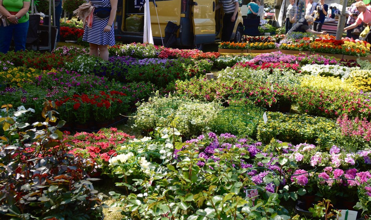 Türi lillelaadad on rahvarohked ning see on põhjus, miks kauplejad sinna trügivad. Eestlased on aga järjest enam pilgu pööranud Sigulda poole, kus hinnad paremad ja valik huvitavam.