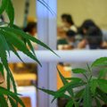 На Гавайских островах туристов больше не будут арестовывать за марихуану