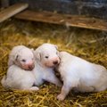 Eesti Loomakaitse Selts kutsub valima aasta kõige loomasõbralikumat ja -vaenulikumat tegu