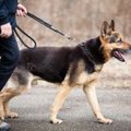 Soome loomaõiguslased avaldasid kaadrid koerte vägivaldsest kohtlemisest treeningutel