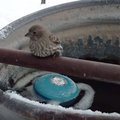 VIDEO: Lind jäätus metalltoru külge kinni. Vaata, kes ja kuidas tema elu päästis!