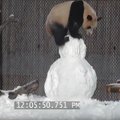 JÕULUVIDEO: Toronto loomaaia hiidpanda maadleb lumememmega