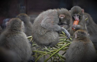 Jaapani makaagid