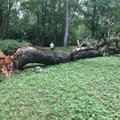 ФОТО: В парке Кадриорг сломалось и упало гнилое дерево