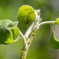 Бей вредителя! Самые успешные способы спасения пораженных тлей плодовых деревьев 