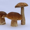 Не упустите последний шанс! Сегодня еще можно посмотреть выставку грибов Эстонского музея природы