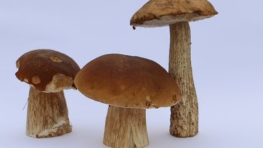 Не упустите последний шанс! Сегодня еще можно посмотреть выставку грибов Эстонского музея природы