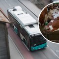 Rohepööre Eesti moodi: Tallinna busse ajab ringi Järvamaa sõnnik!