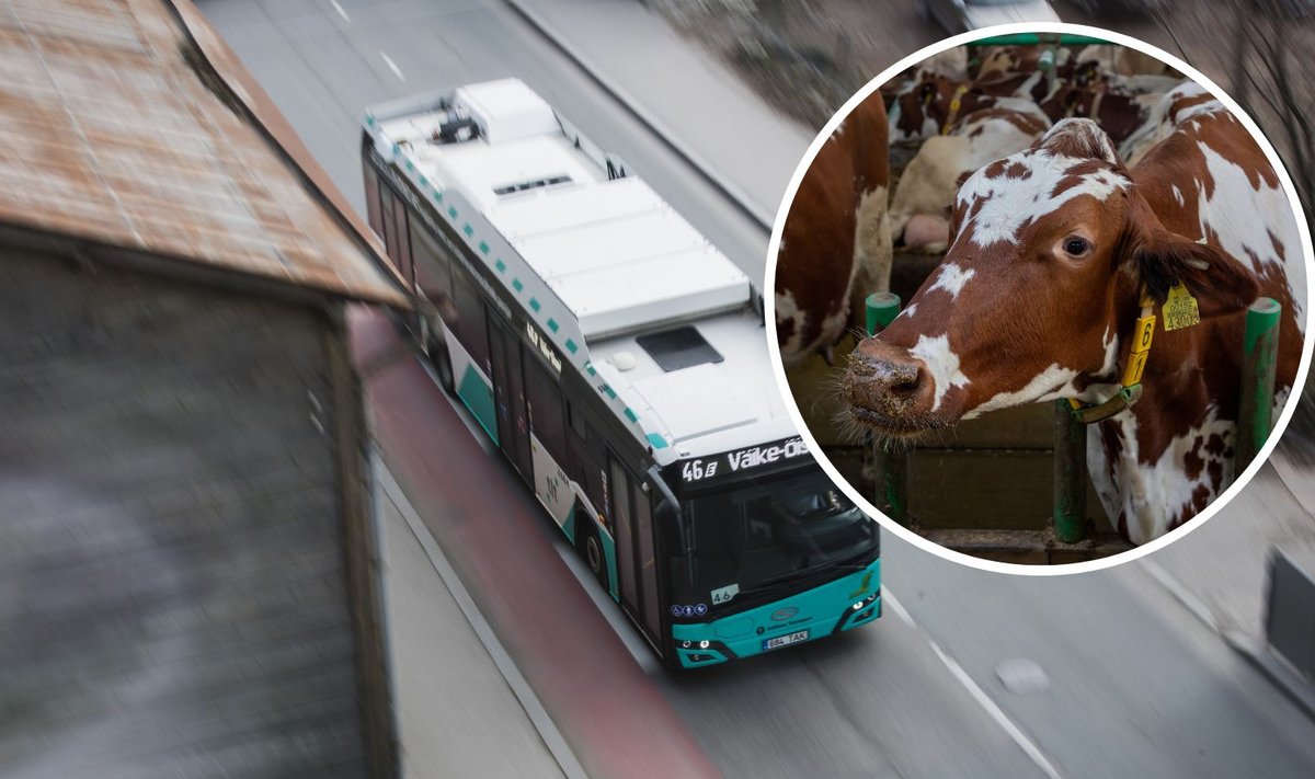 Juba aasta aega tegutsenud Aravete biometaanijaan tootis nii palju kütust, et sellega said kolm kuud pealinna bussid sõita.
