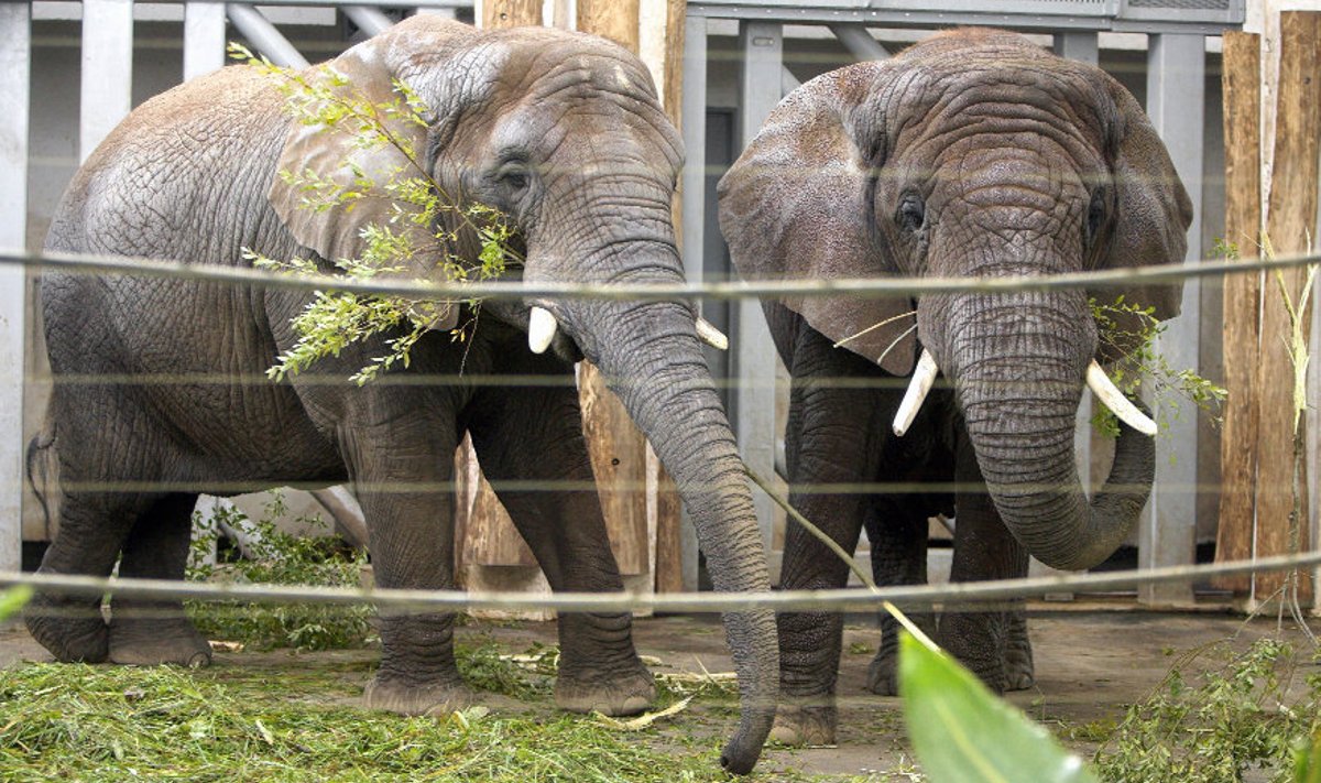 Eilse tuulise ja vihmase ilmaga krõmpsutasid elevandid oksi elevandimaja sooja katuse all.