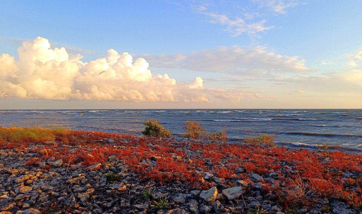 Pihlapunav paradiis ilma veerel.