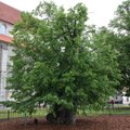 Tallinnale omistati tiitel Euroopa puu-pealinn 2015