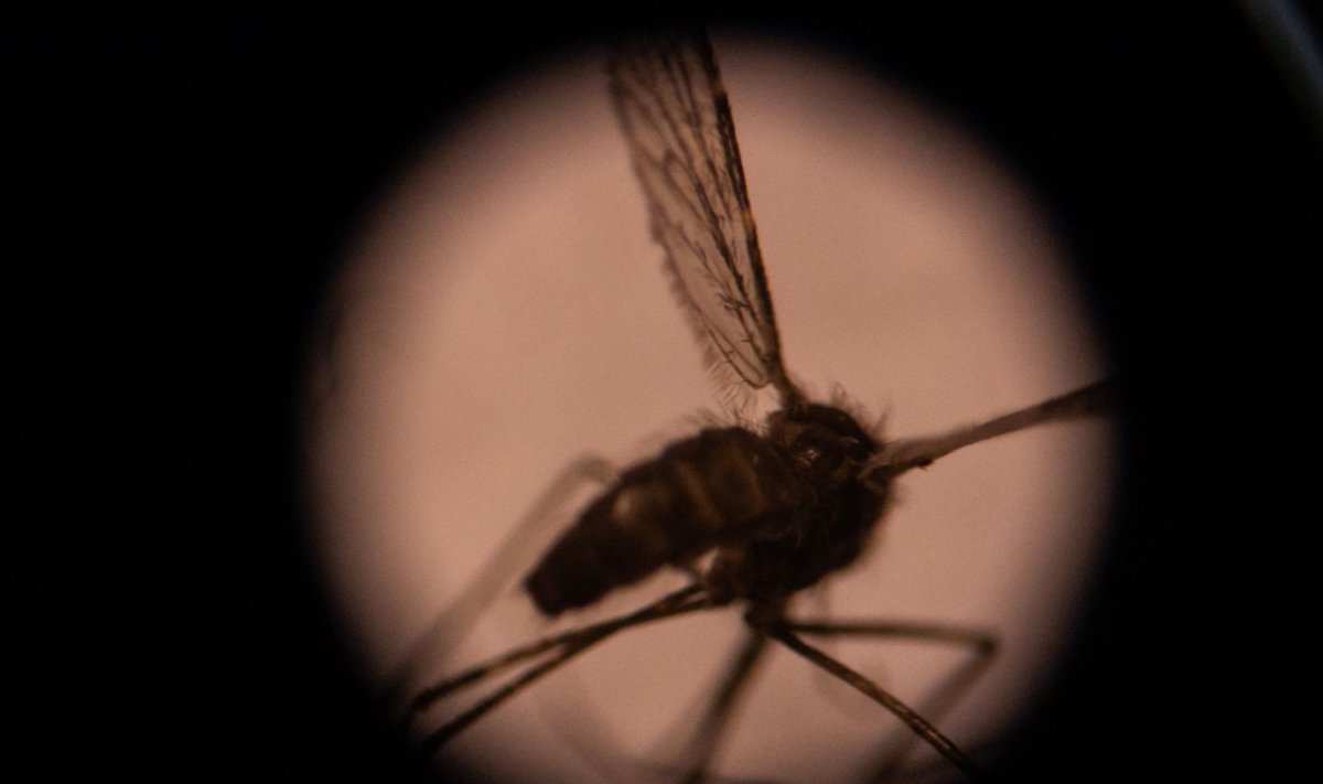 Malaaria edasikandjaks on sääsed, kelle hammustusel inimesed nakatuvad.