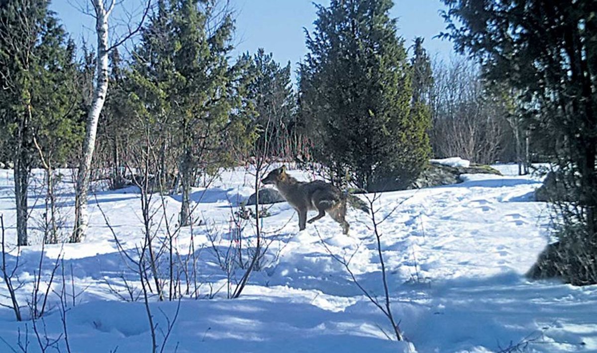 Läänemaal rajakaamera ette jäänud šaaka