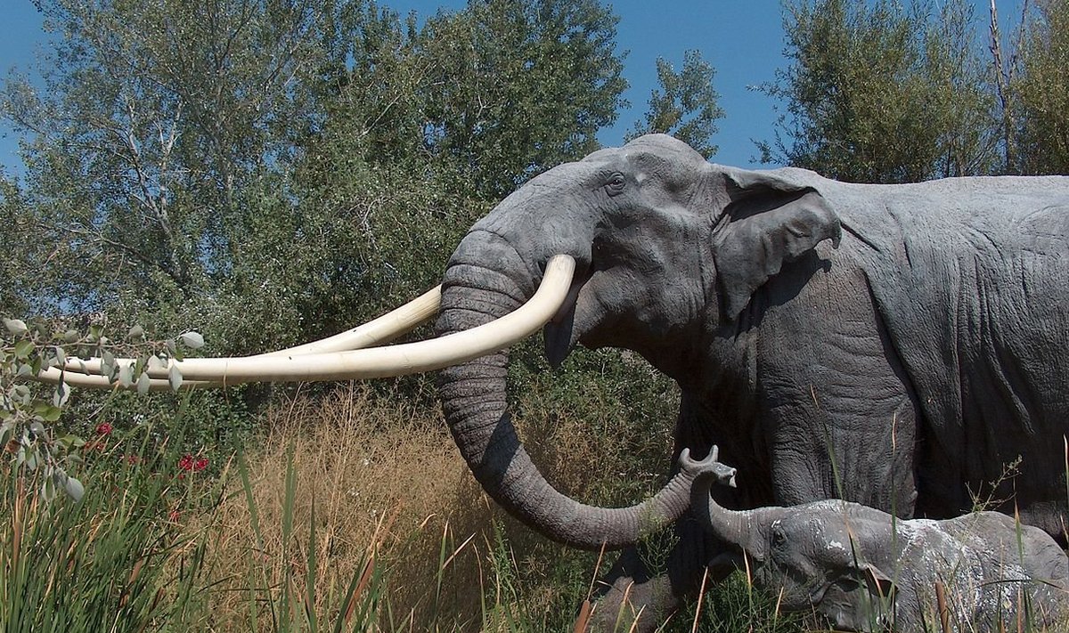 Euroopa elevandi rekonstruktsioon. (Foto: Apotea/Wikimedia Commons)