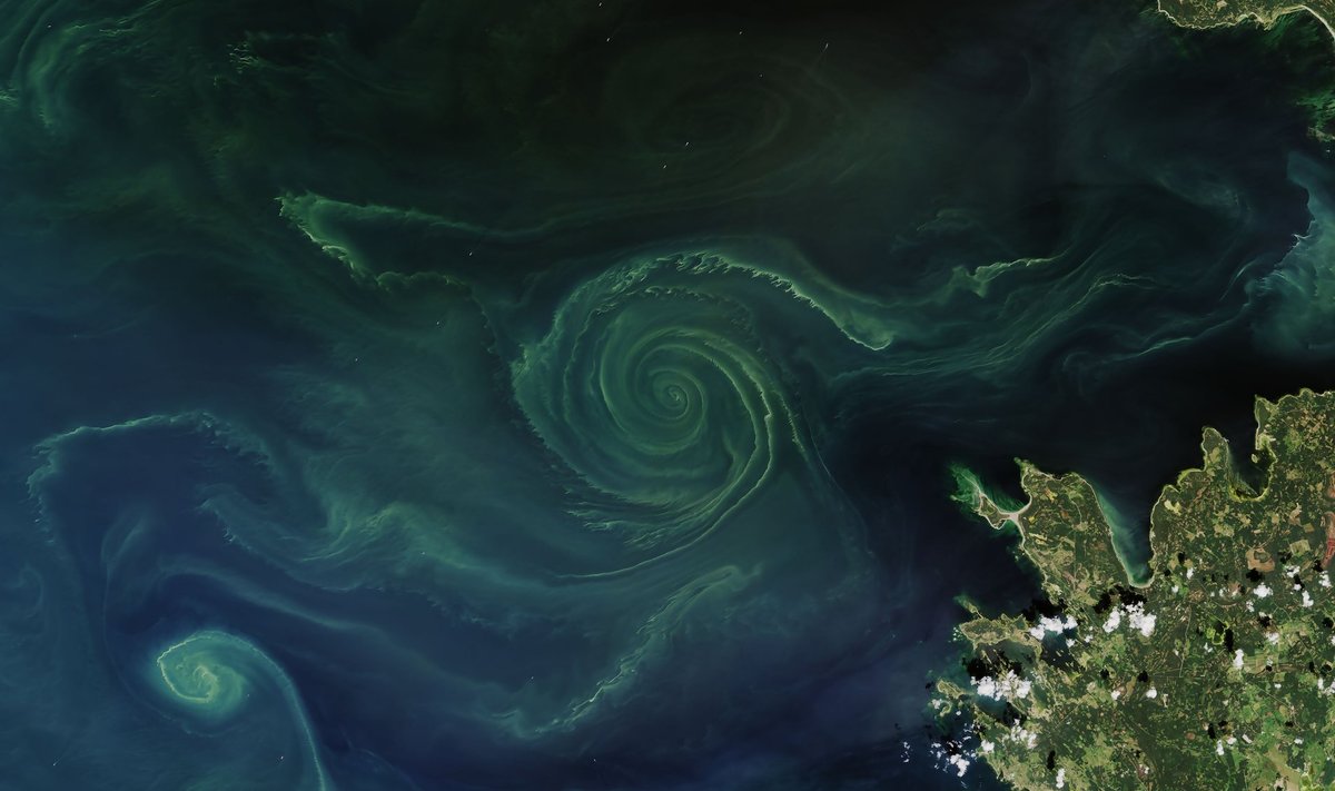 Sinivetikad Läänemeres õitsemas. Foto on tehtud 18. juulil ja selle klõpsas NASA satelliidi Landsat 8 pardal asuv orbitaal-geokaamera Operational Land Imager. Värve pole fotol muudetud, kinnitas NASA oma kodulehel.