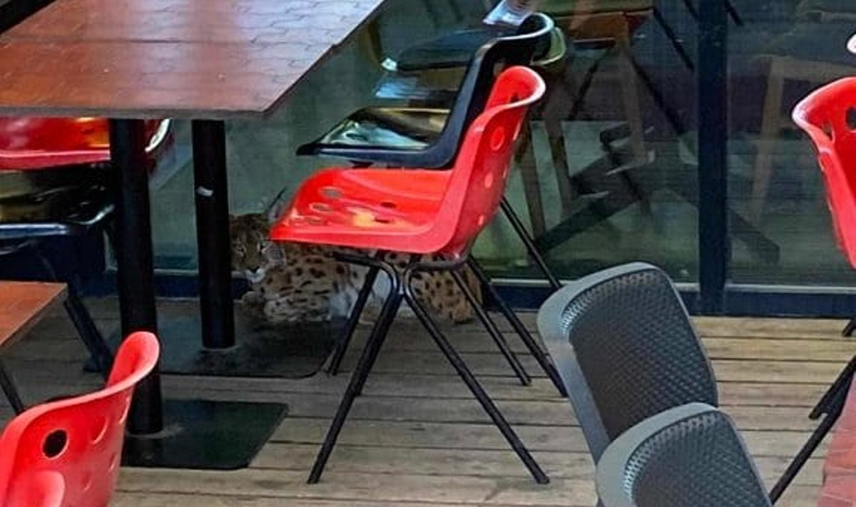 РЫСЬ БРОДИТ ПО ТАЛЛИННУ: больше недели дикое животное остается в городе. Снимок сделан утром 21 июля на террасе ресторана ÜLO.
