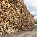 RMK metsaoksjoni tulemused: Eestisse plaanib puidukeemiatehase rajada 5 suurt ettevõtet