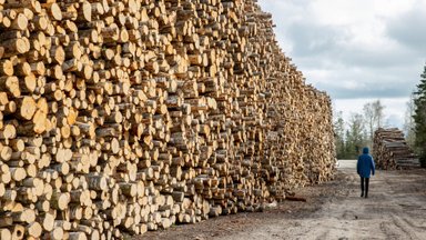 RMK metsaoksjoni tulemused: Eestisse plaanib puidukeemiatehase rajada viis suurt ettevõtet
