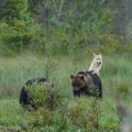 USKUMATU KAADER | Soome loodusfotograaf püüdis pildile karude ja hundi sõpruse