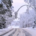 В связи со снегопадом работы спасателям прибавилось: деревья падают на дороги и крыши домов
