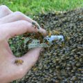 Edukal mesinikul on teooria, miks mesilased üha enam hukkuvad