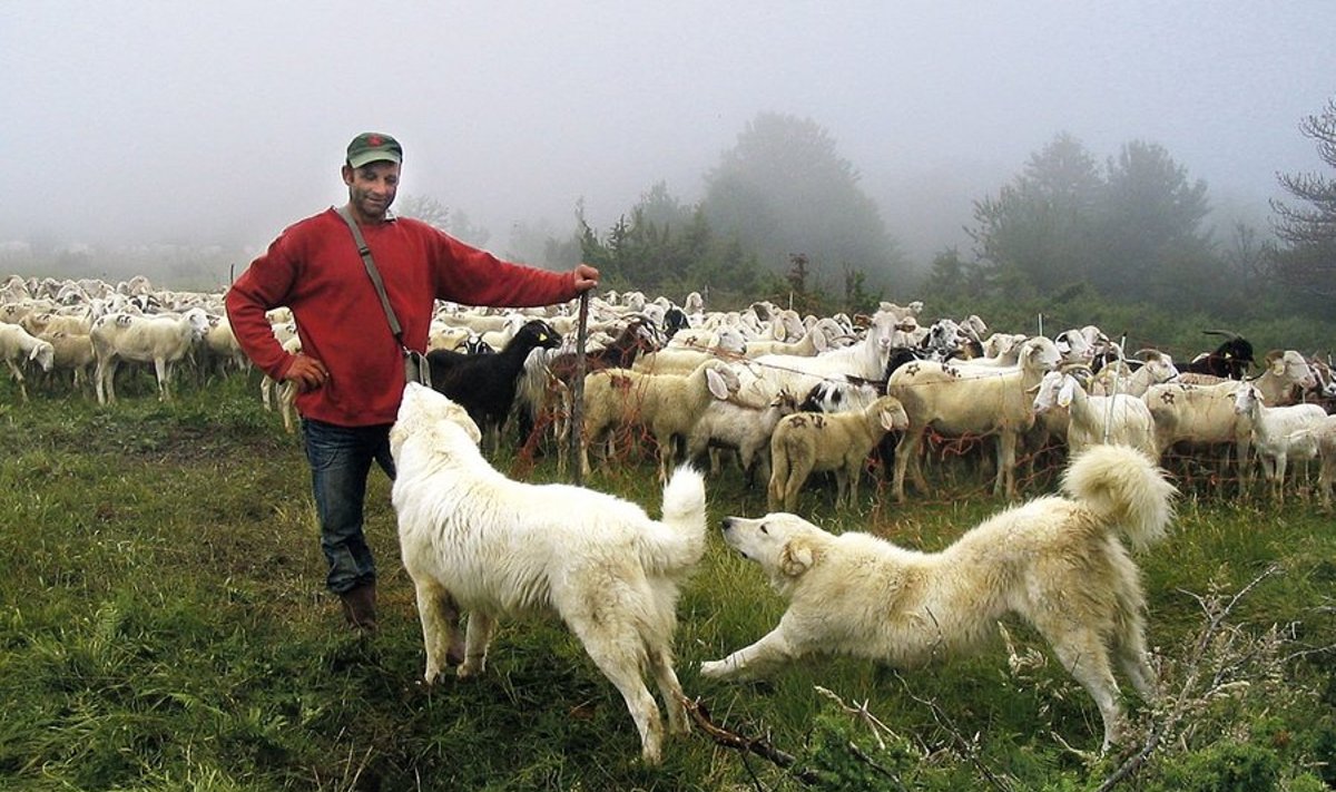 Karjavalvekoerad on väga levinud Itaalias.  Sealsete farmerite arvates peavad karjavalvekoerad turvama lambakarju  väljaspool karjamaatarasid ja ööaedikuid.