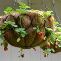 HÜVA NÕU: Kuidas kasvatada maasikaid amplis ja tornis?