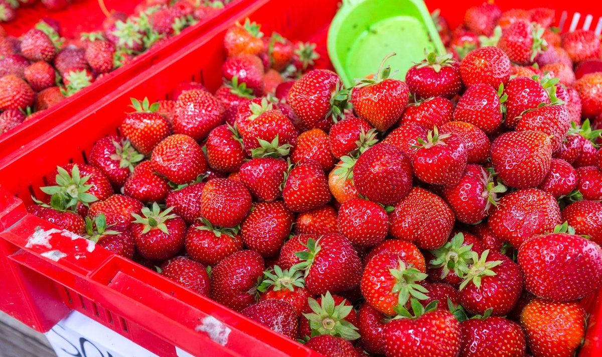 Margus Tsahnka müüb turul maasikaid