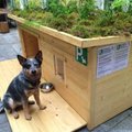 Eesti Loodusmuuseum avas uudse ja omanäolise koeraparkla