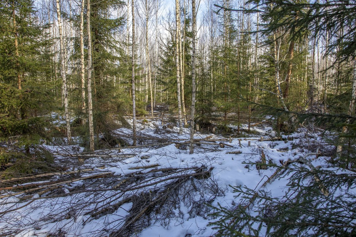 Proprietarii de păduri pot aplica pentru subvenții pentru încă câteva zile
