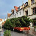 От леса до Ратуши: за передвижением рождественской елки можно будет следить онлайн