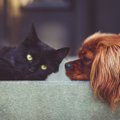 VÕRDLUS | Kass või koer: kumb on sinu südamesõber?