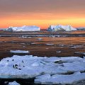 Льды Антарктиды тают все быстрее. Почему?