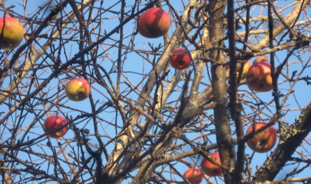 Õunad püsivad kangekaelselt puu otsas