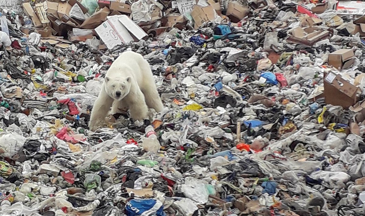 Jääkaru mullu juunis Vene tööstuslinna Norilski prügimäel