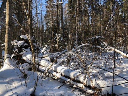  Metsaelu nautiva Jaak Niguli loodusfotod taiesti hooldamata ja raisku lastud metsavarudest.
