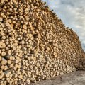 Госконтроль: деятельность RMK по продаже древесины не была прозрачной