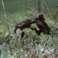 KAAMERAGA MAAL: Kärnkonnade kudemisajal peitub vee all erakordne vaatemäng